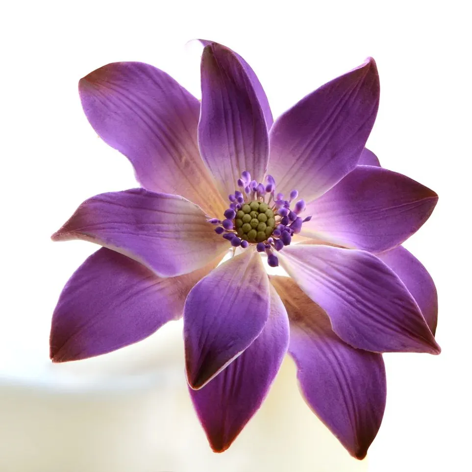 Feinzucker Blüte Tropische Seerose 12,7cm