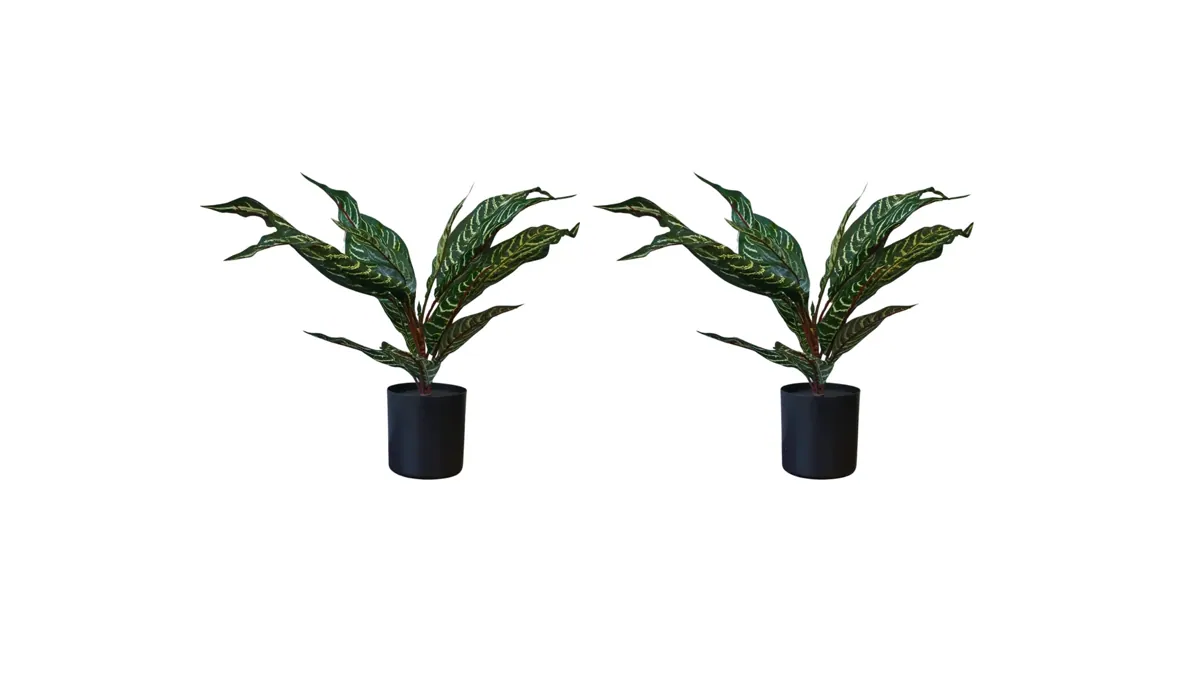 Kunstpflanze Glanzkölbchen (Aphelandra Squarrosa) – 2er Set – 50 cm im Topf