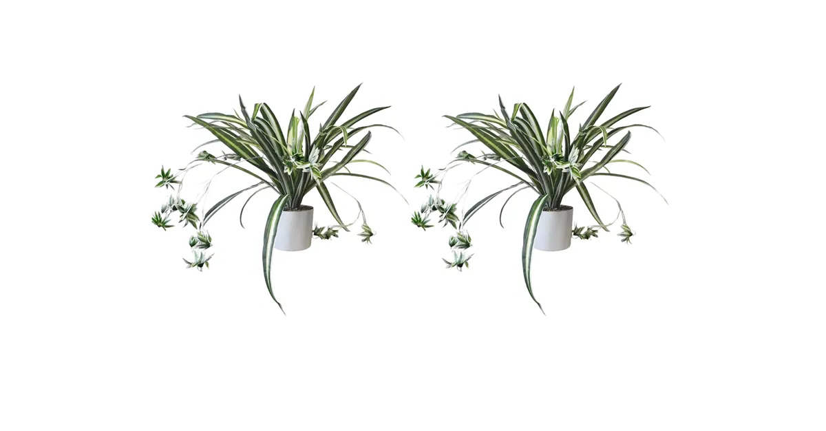 Kunstpflanze Grünlilie (Chlorophytum comosum) – 2er Set – 60 cm im Topf