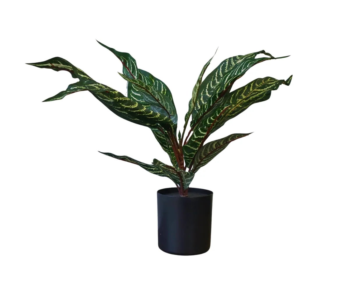 Kunstpflanze Glanzkölbchen (Aphelandra Squarrosa) 50 cm im Topf